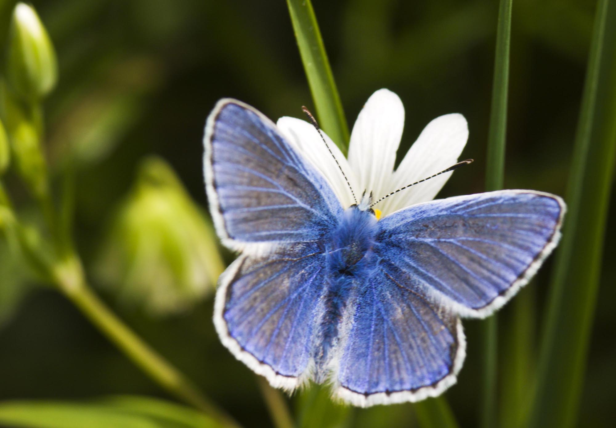 Common Blue butterfly photo steve chilton